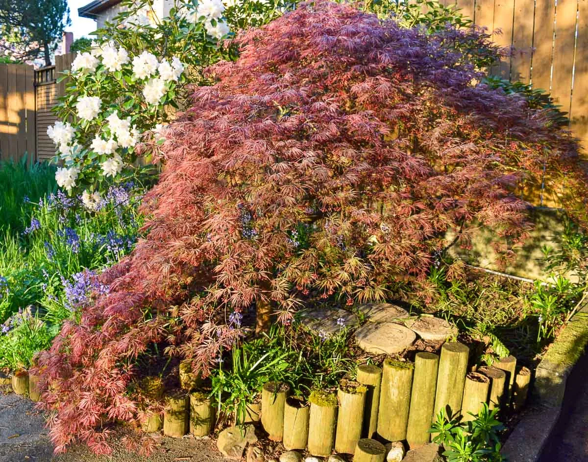 weeping maple trees