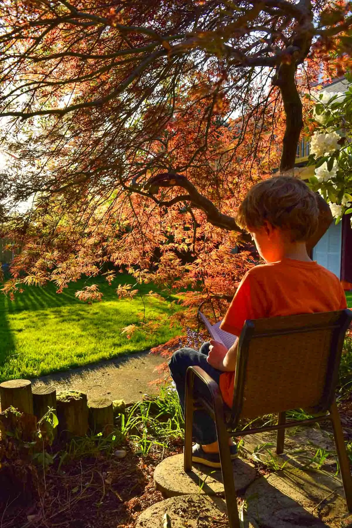 my son sitting under a weeping Japanese maple tree reading a book