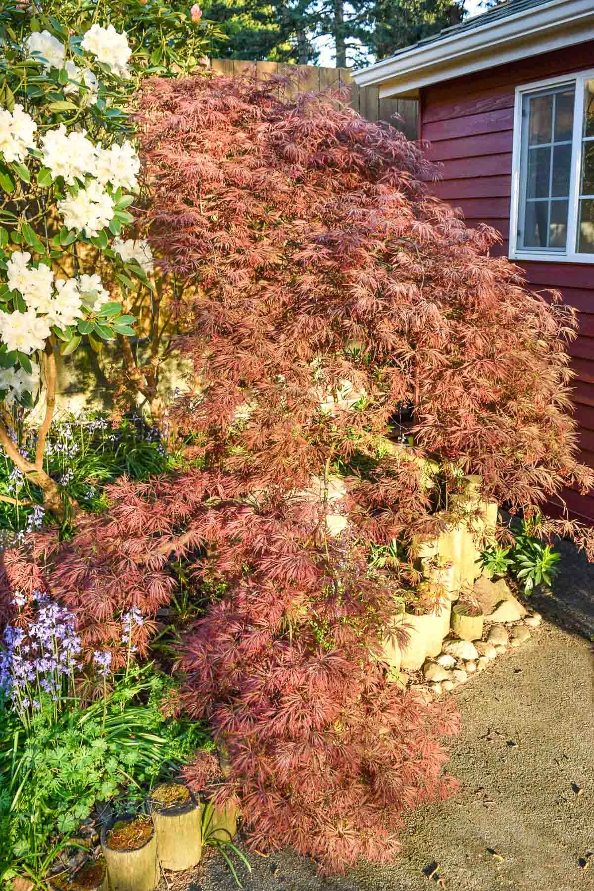 pruned weeping Japanese maple with waterfall of leaves