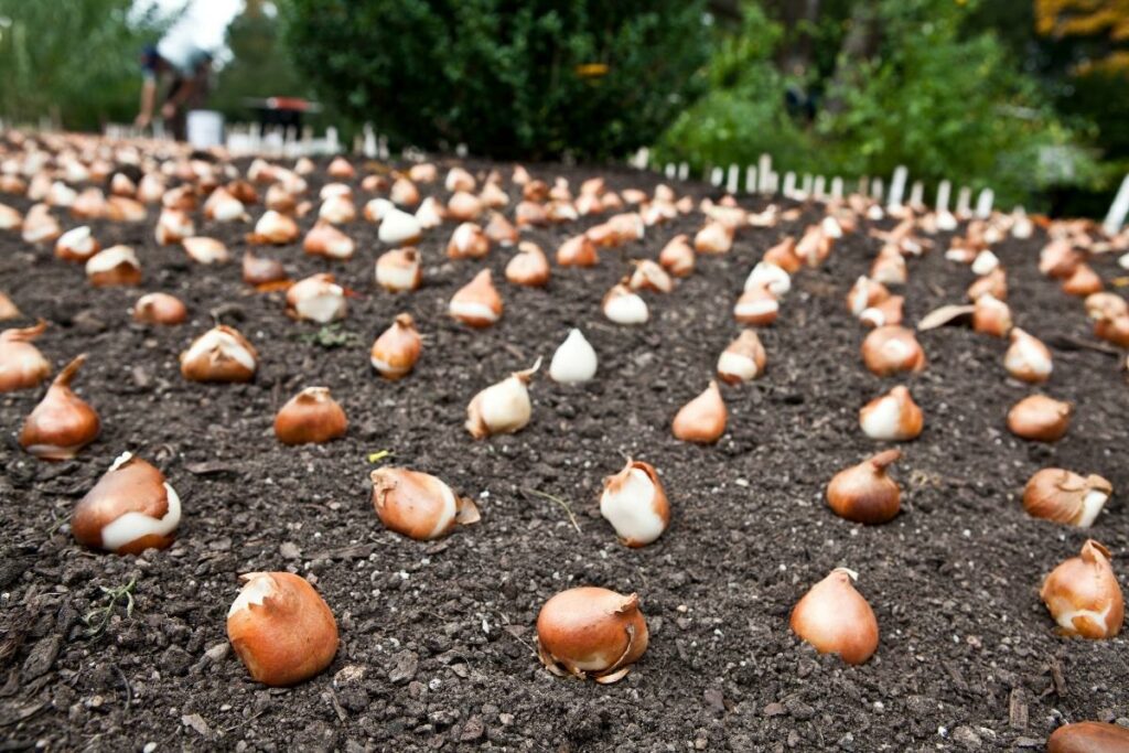 How To Plant Tulip Bulbs In Fall Growhappierplants Com   Rows Of Tulip Bulbs Before Covering With Soil 1024x683 