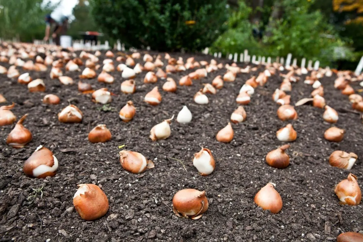 spacing tulip bulbs 6 inches apart in a garden