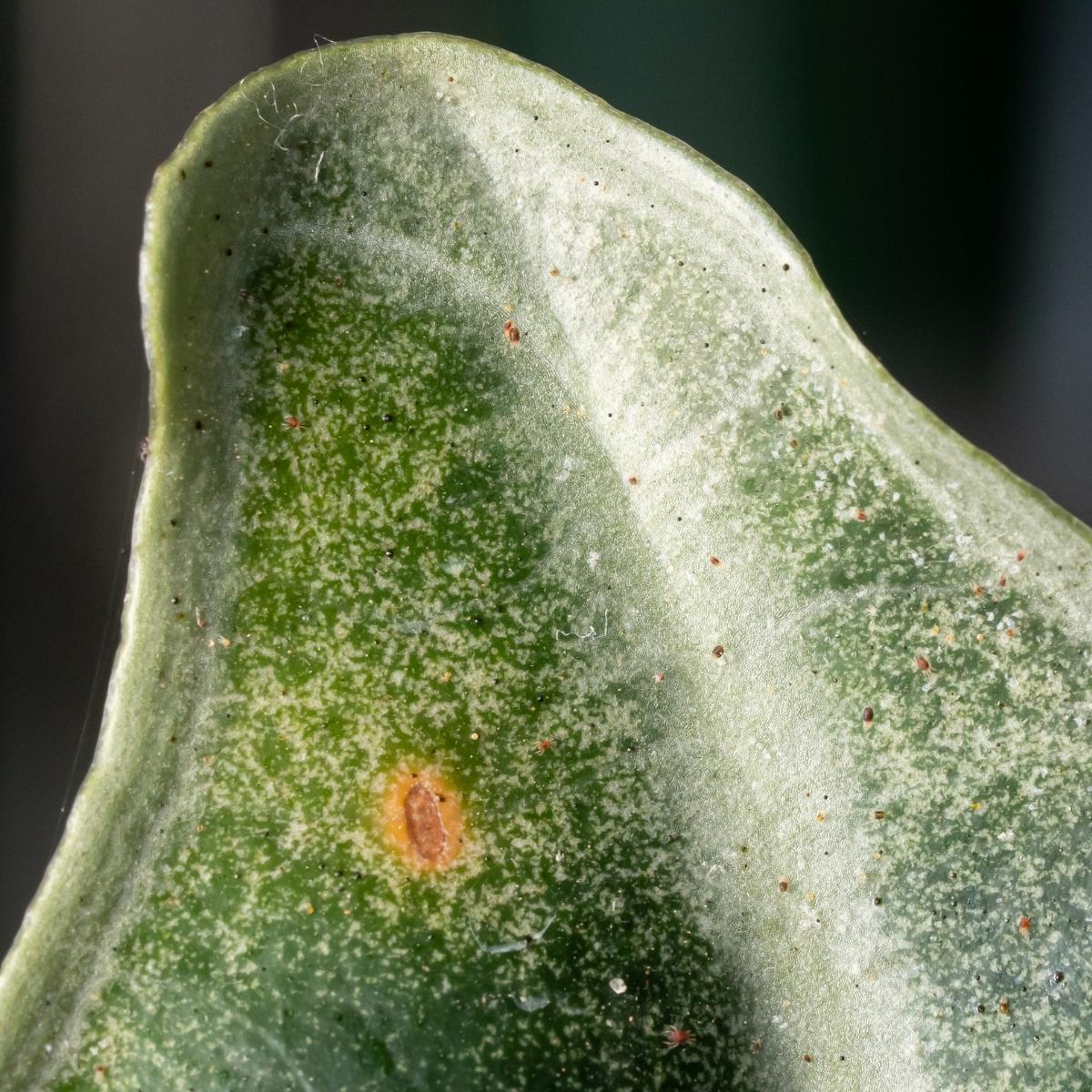 spider mite damage on leaf