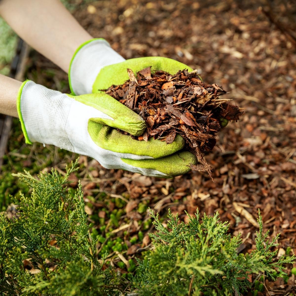 spreading mulch in the garden bed after planting bulbs