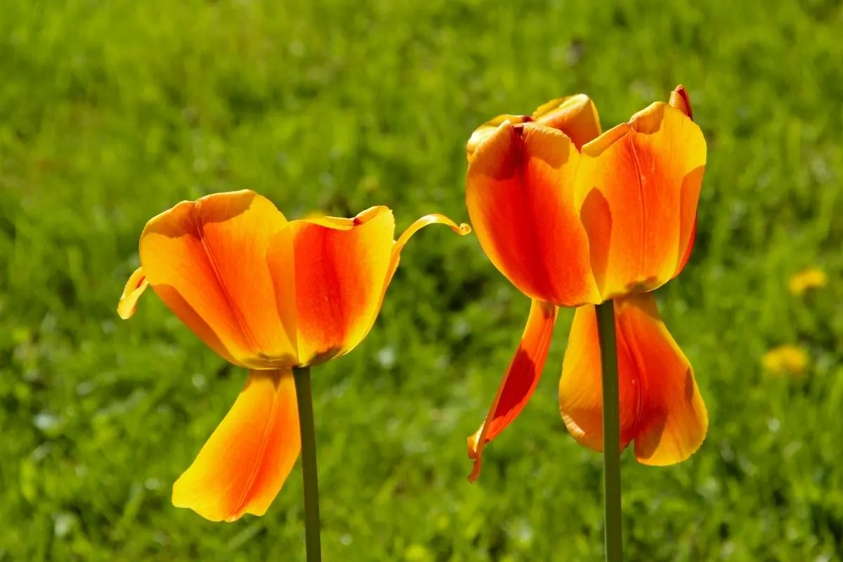 tulip blooms starting to fade