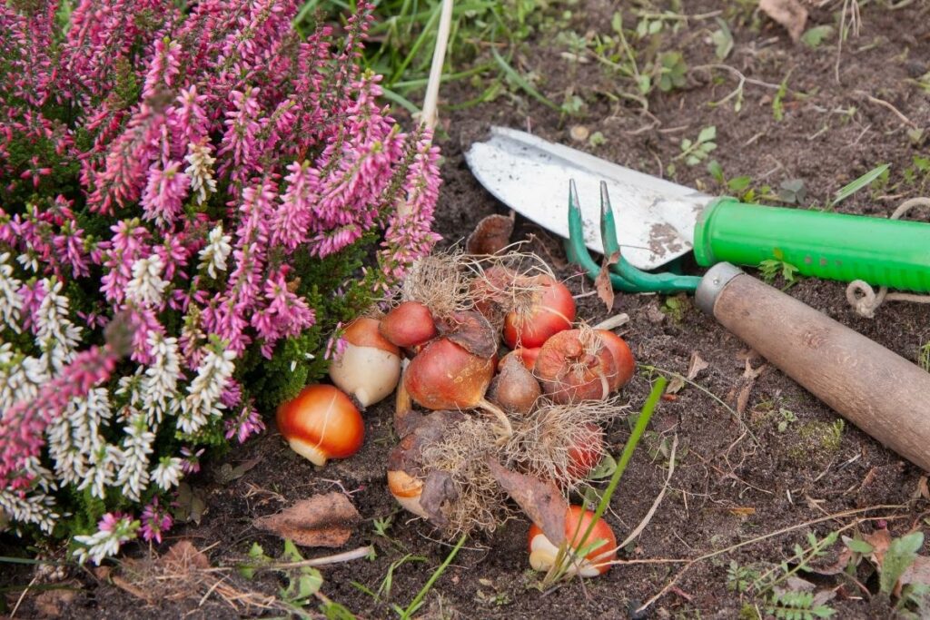 how-to-plant-tulip-bulbs-in-fall-growhappierplants