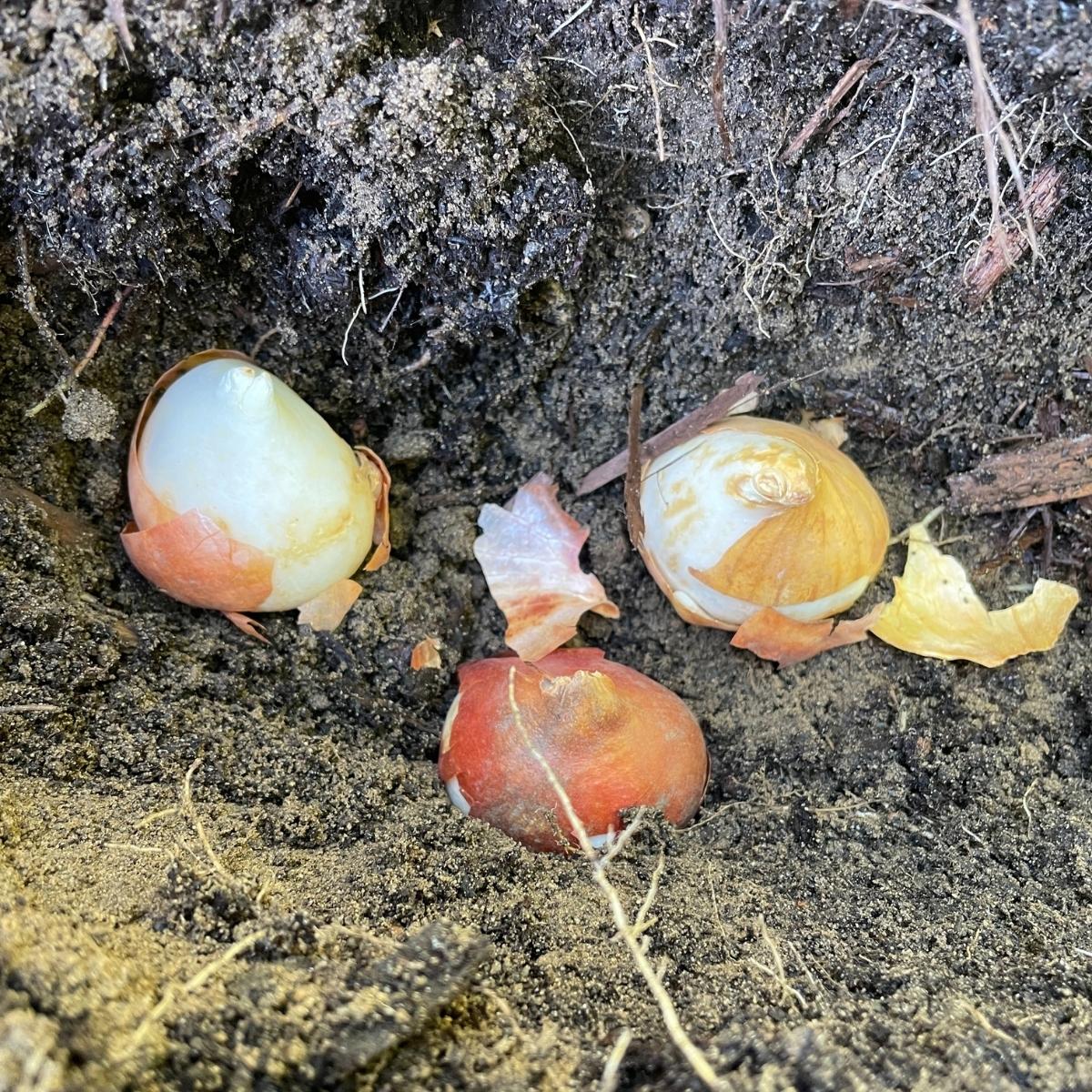tulip bulbs planted in a hole with the pointed end up