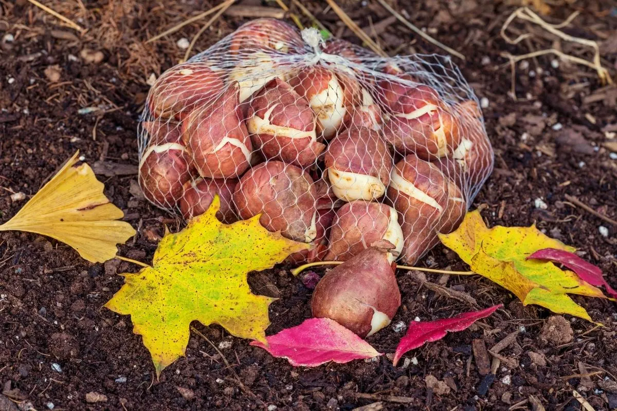 mesh bag of tulip bulbs among fall leaves