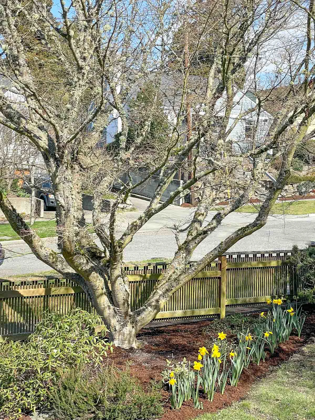 upright Japanese maple after pruning in spring