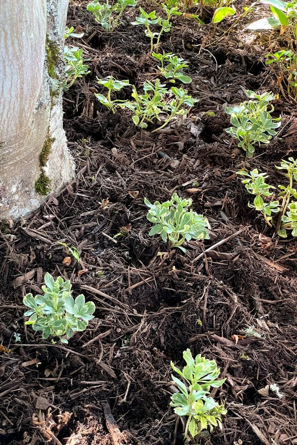 variegated pachysandra under tree