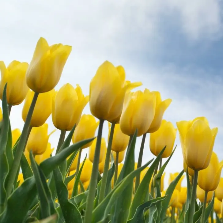 yellow tulips in bloom