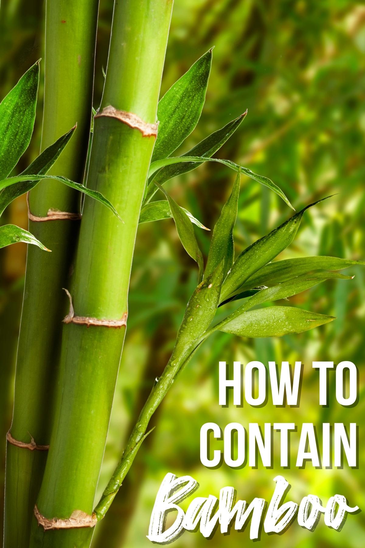how to contain bamboo