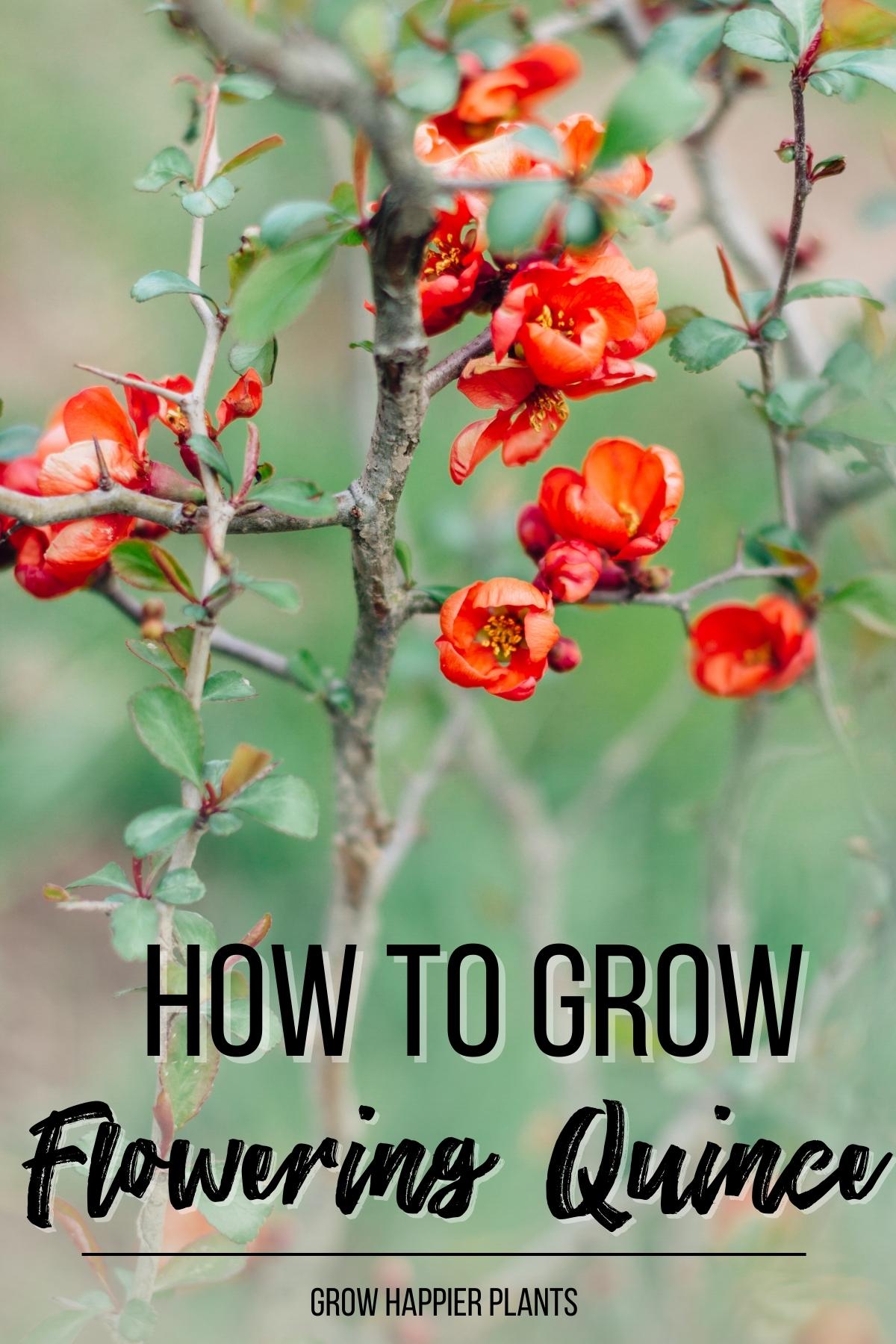 how to grow and care for flowering quince