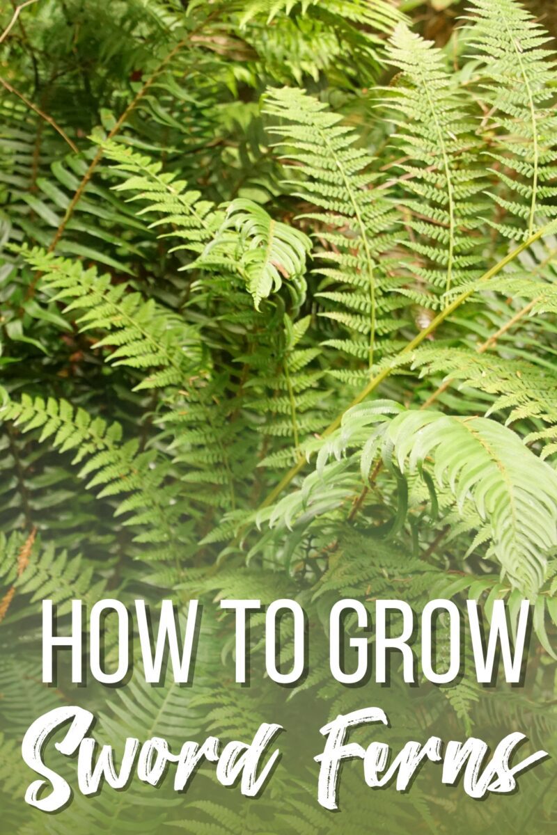 How to Grow Western Sword Ferns