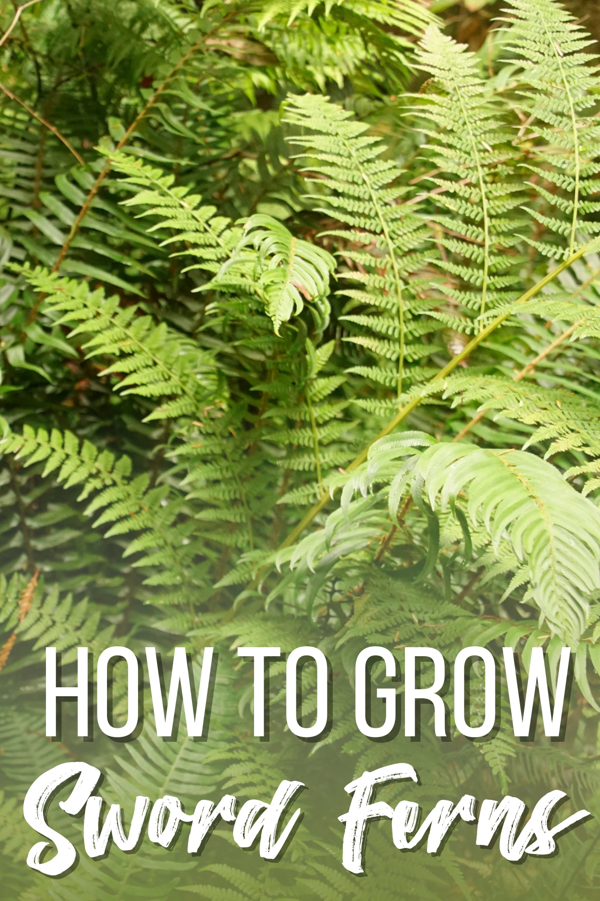 how to grow sword ferns