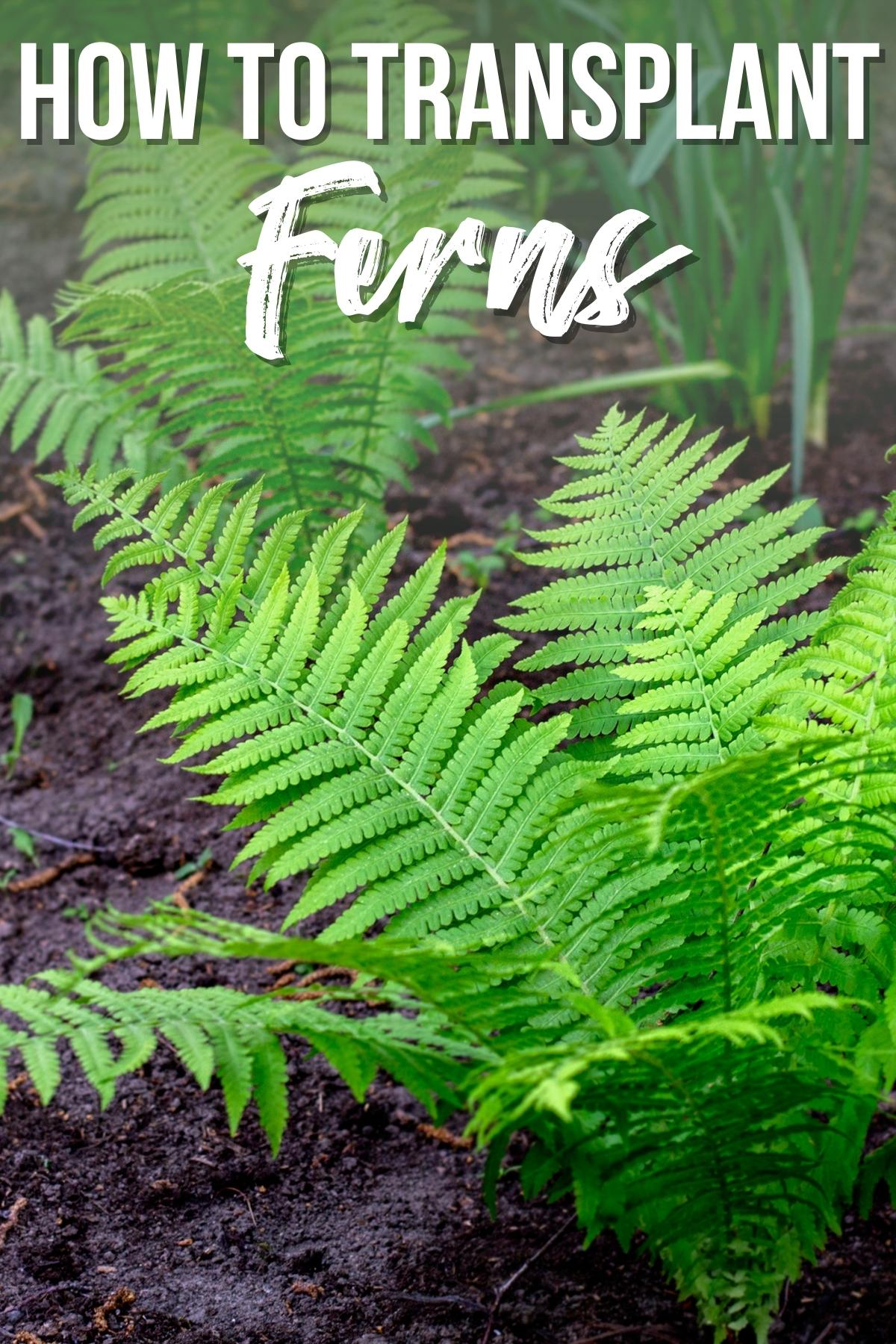 How to Transplant Ferns