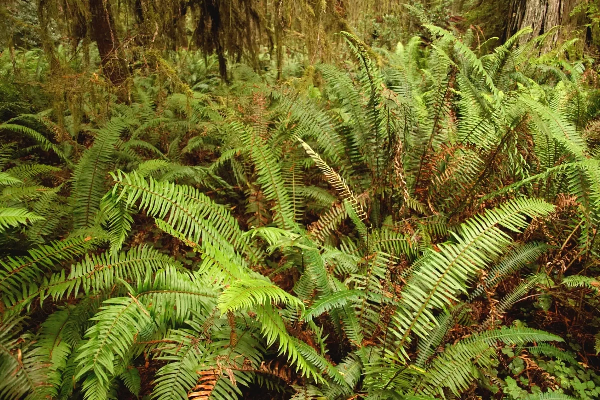 Western sword fern growing throughout the forest