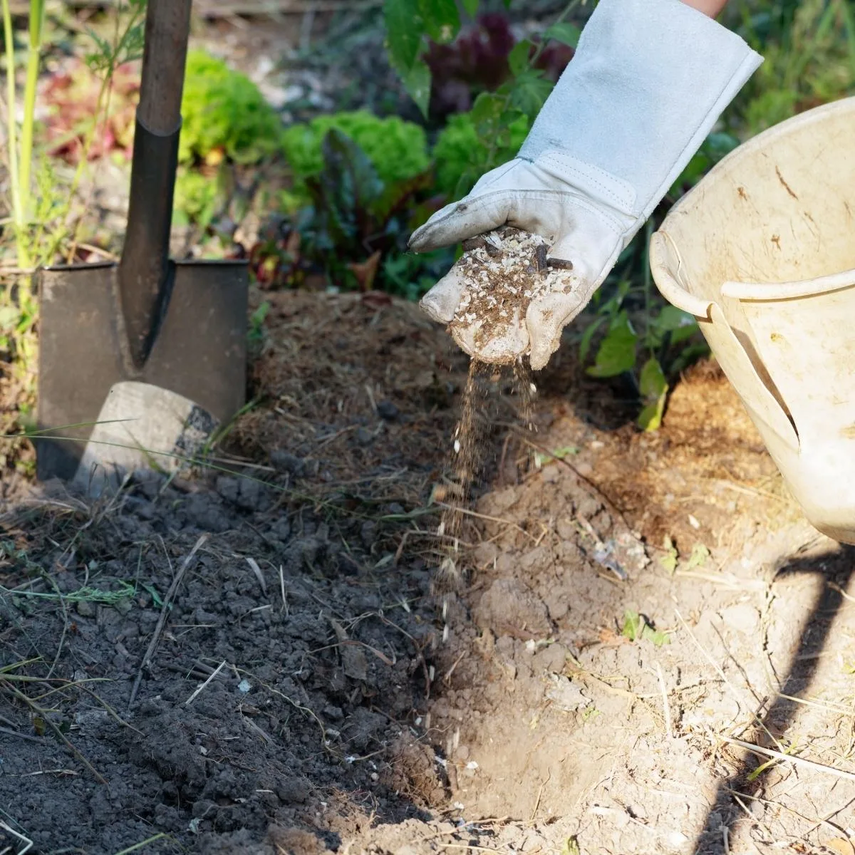 adding grit to planting hole