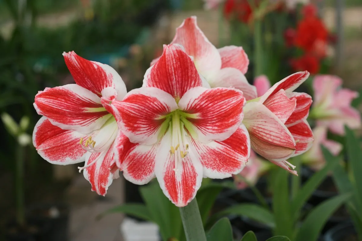 red and white amaryllis