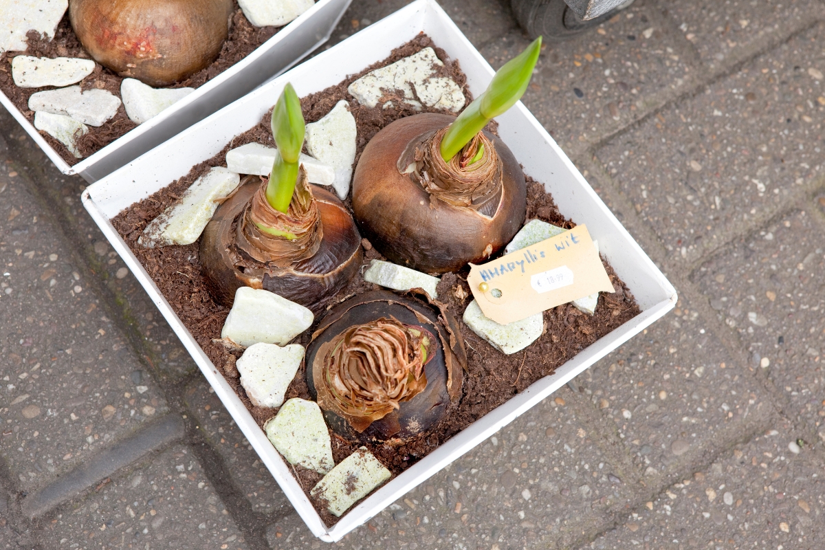 amaryllis bulbs in a square pot