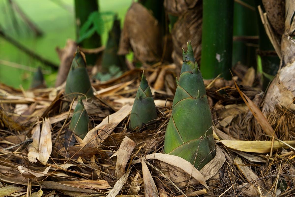 bamboo shoots coming out of the ground