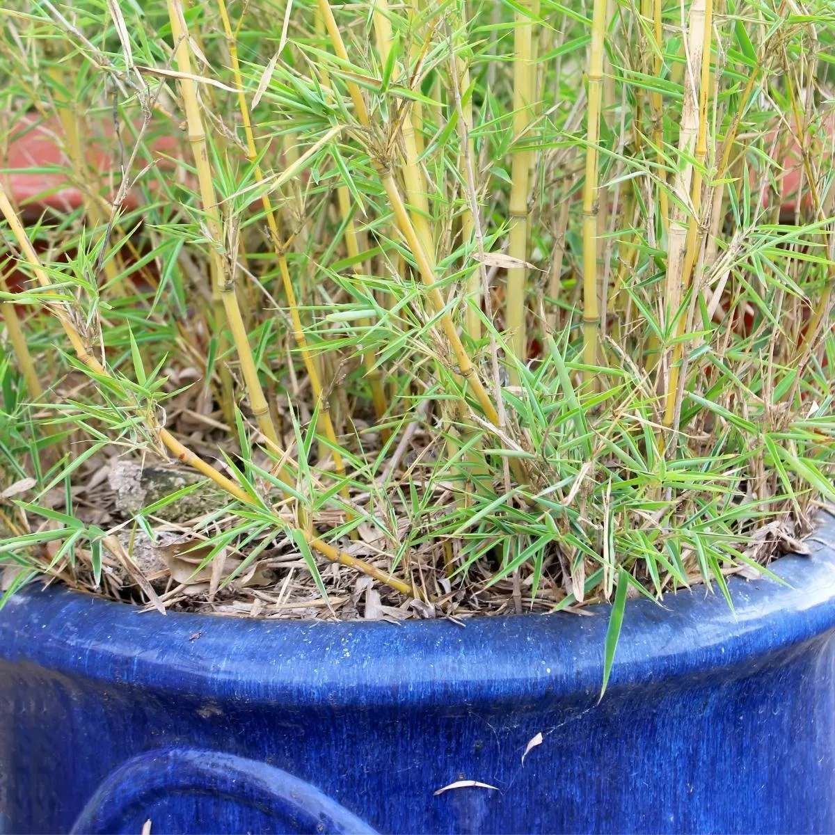 bamboo growing in pot