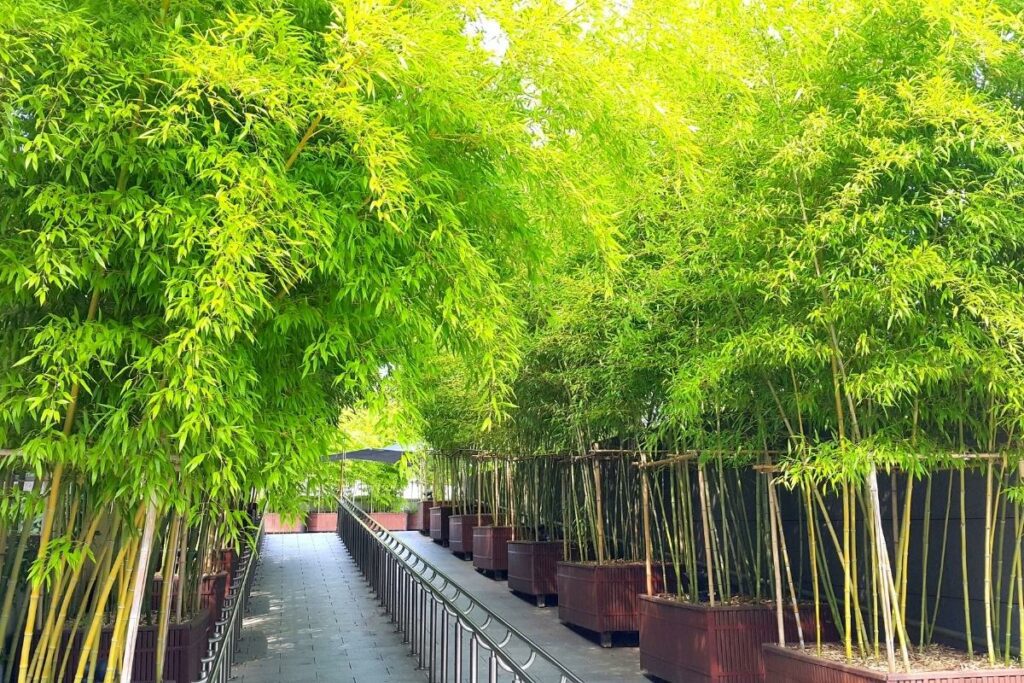 How to Contain Bamboo in Your Garden