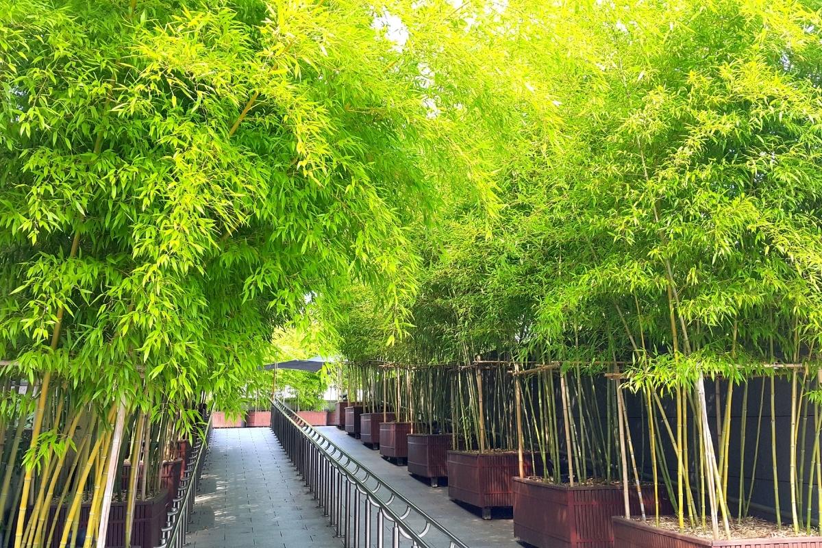 bamboo growing in large containers along walkway