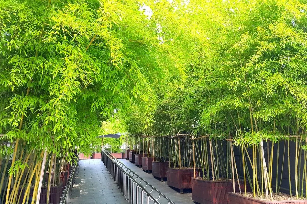 How To Grow And Care For Bamboo In The Garden