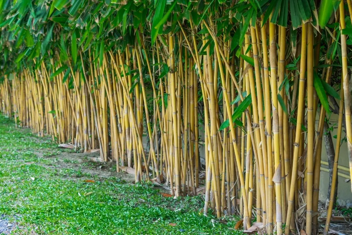 bamboo privacy screen along fence