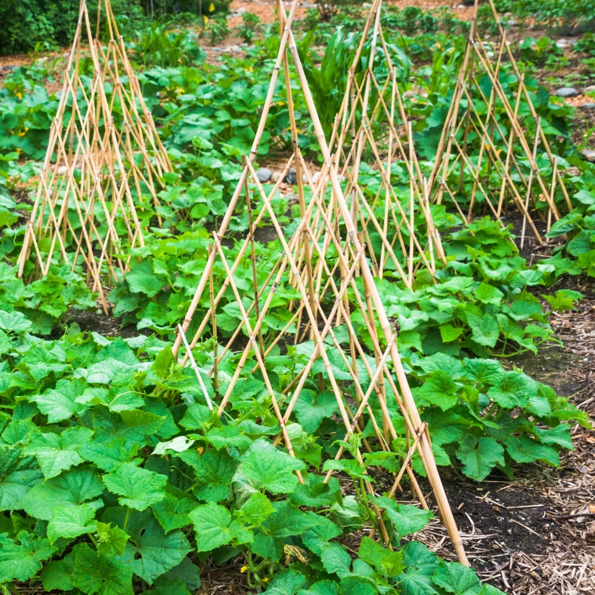 bamboo teepee trellises in garden bed