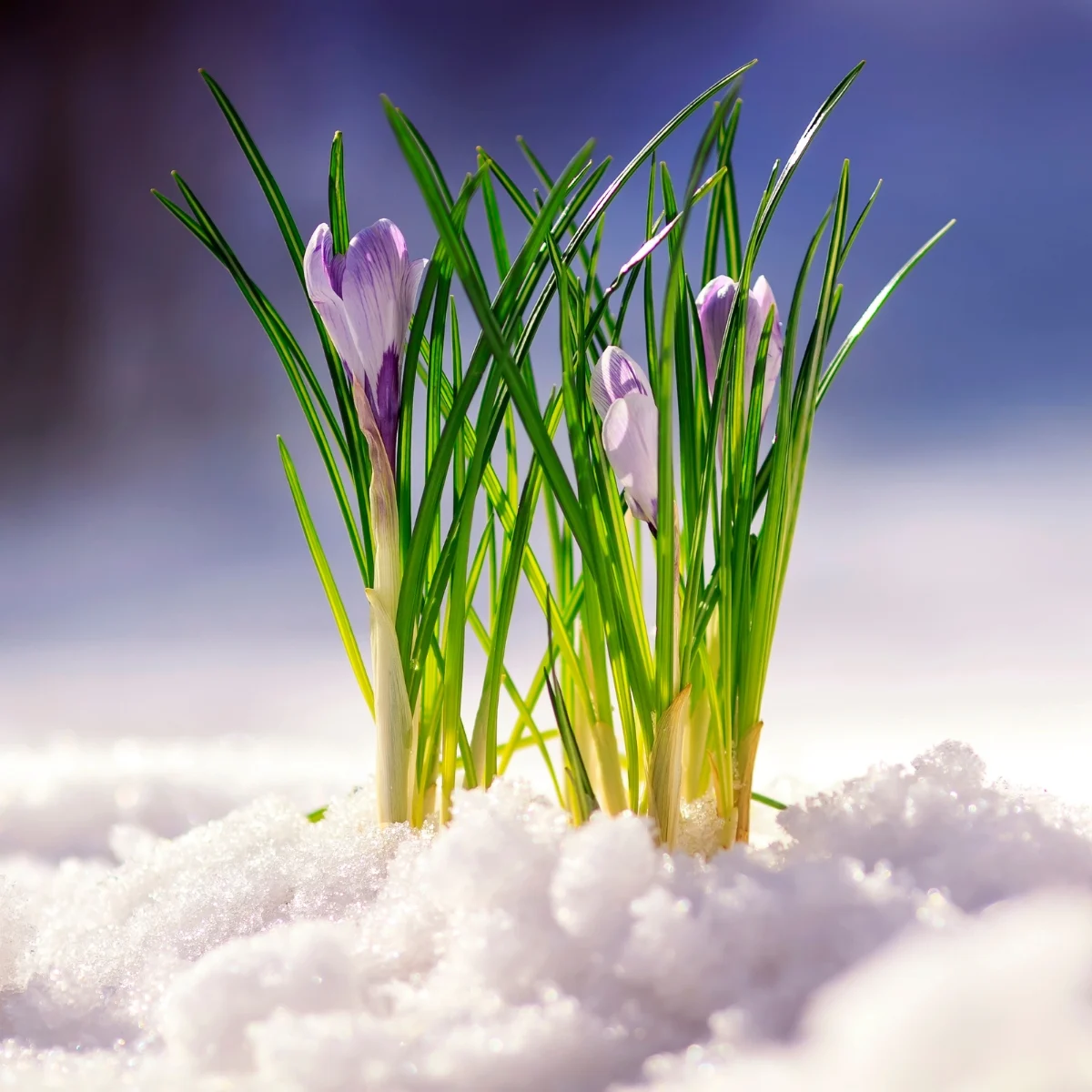 crocuses growing through snow