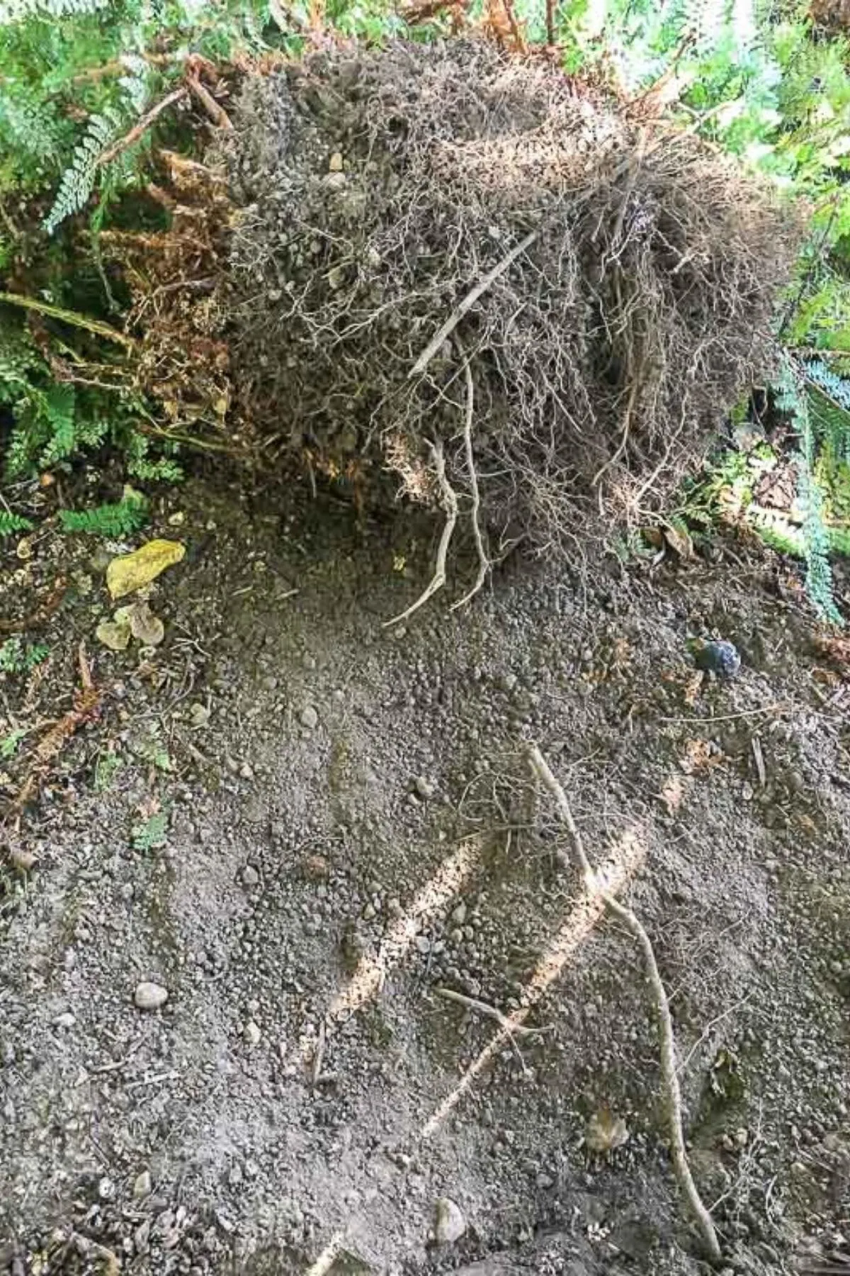 digging up sword fern for transplanting