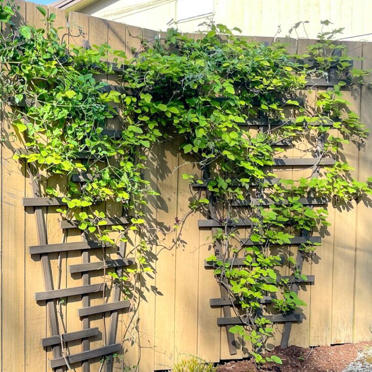 vines growing on two fence trellises