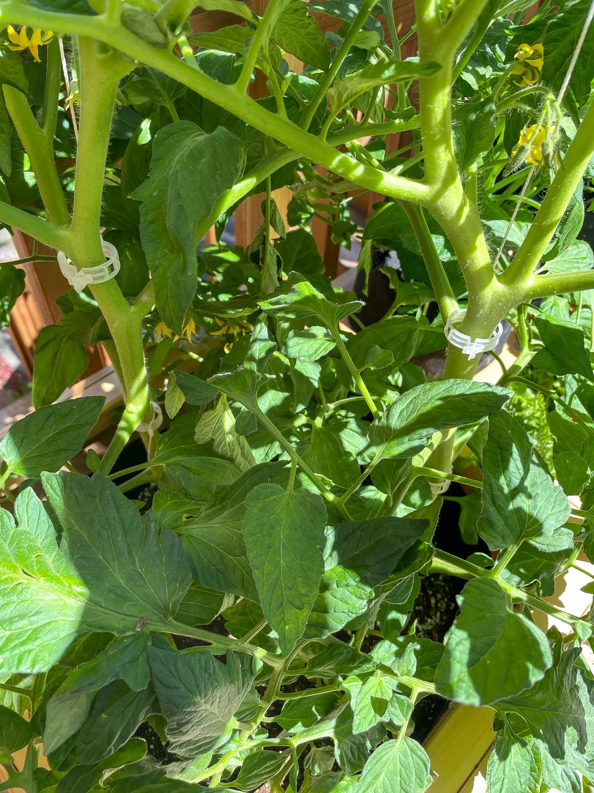 grow bag crowded with too many tomato plants