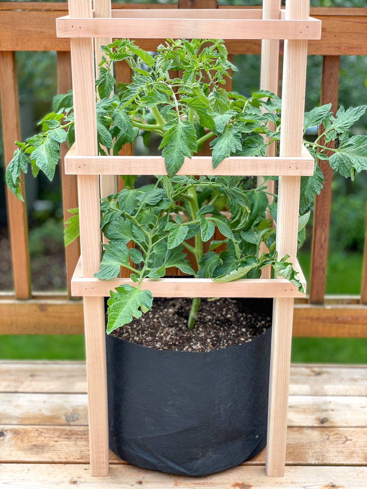 wooden tomato cage around tomato plant growing in a grow bag