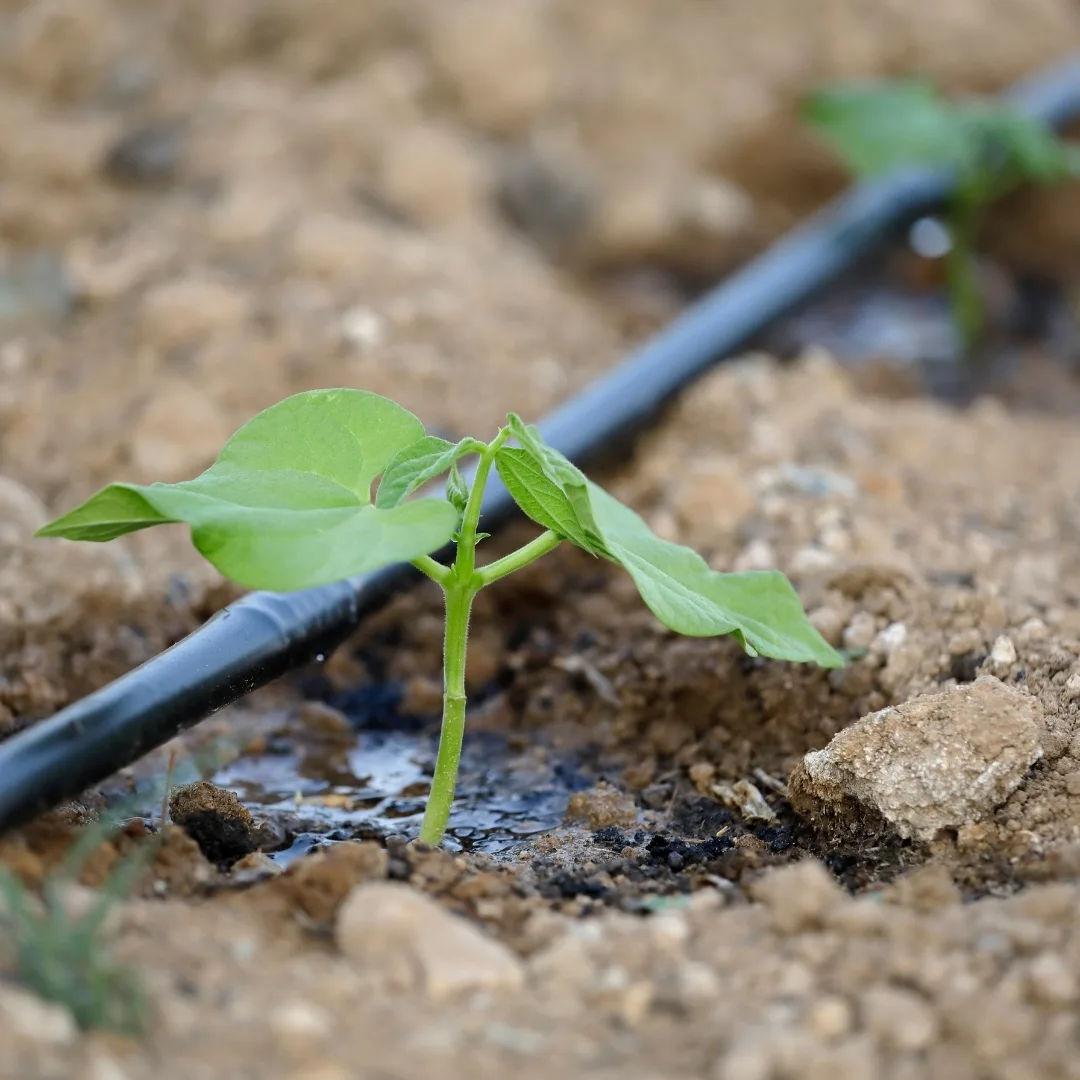 water dripping on seedling from drip irrigation system