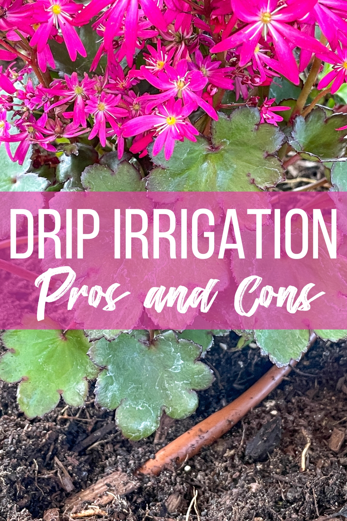 Drip irrigation pros and cons