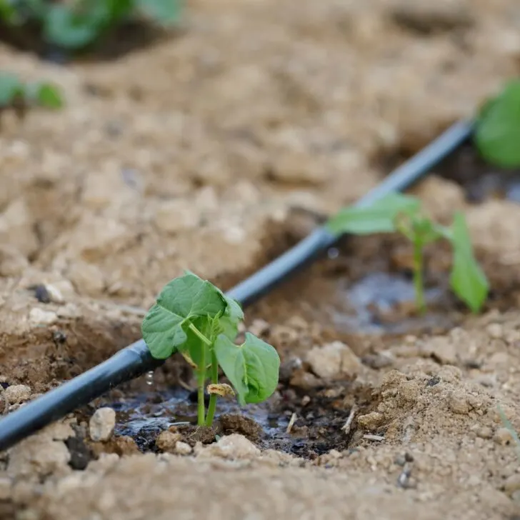 drip irrigation watering small plants in a row