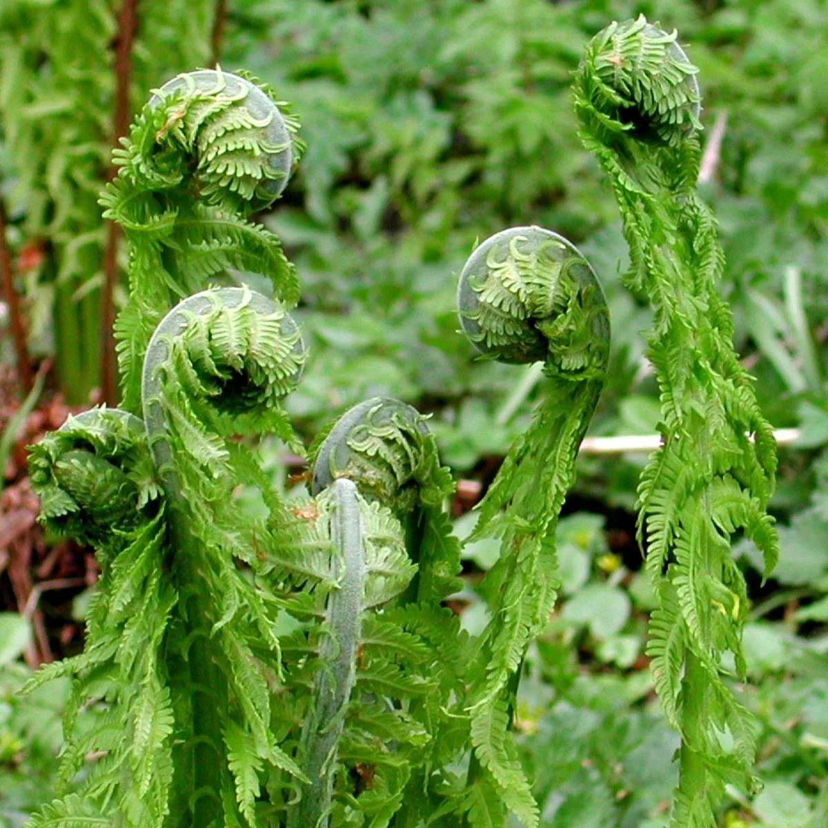 ferns unfurling their leaves in spring