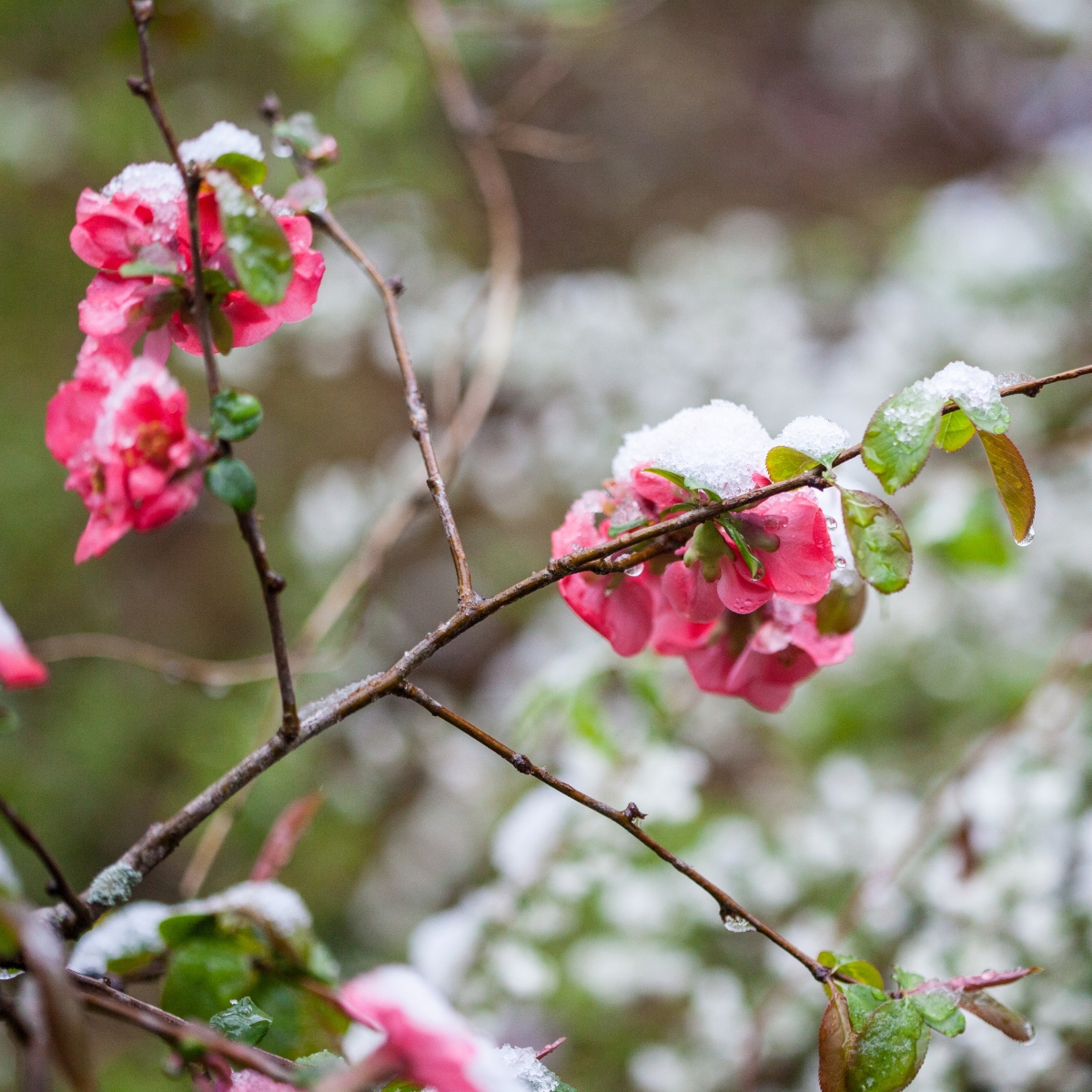 pink flowering quince blooming in the snow
