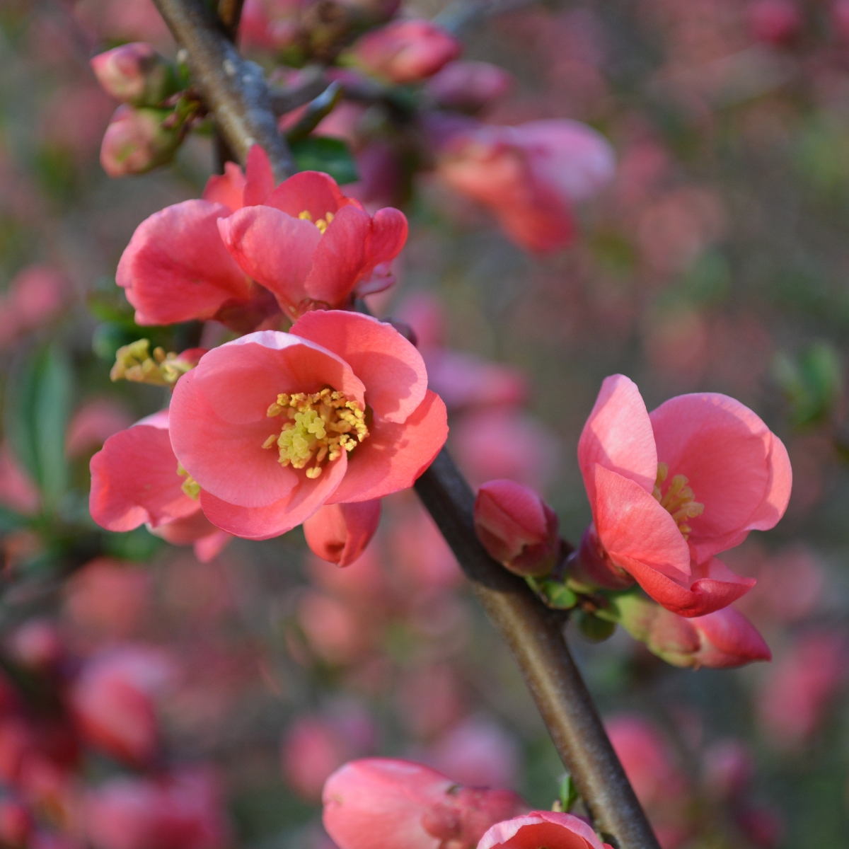 pink flowering quince