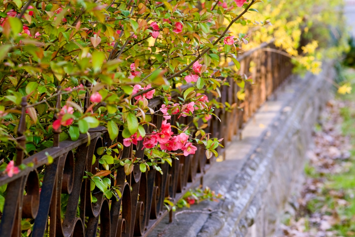 flowering quince hedge with iron fence