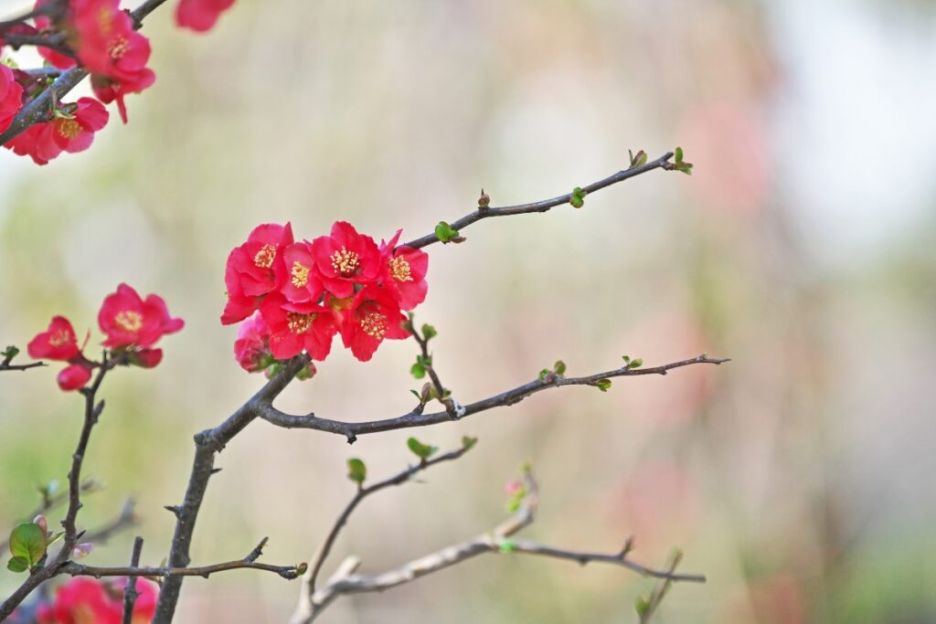 How to Grow and Care for Flowering Quince