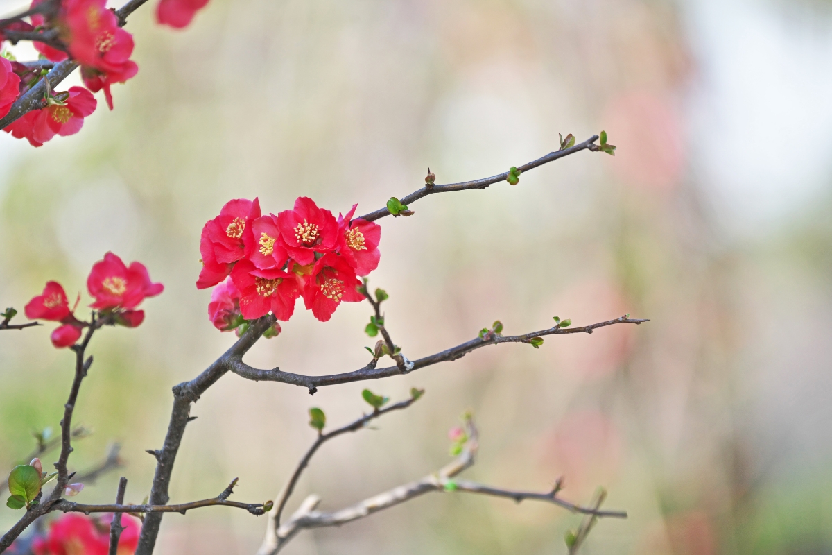 flowering quince thorns