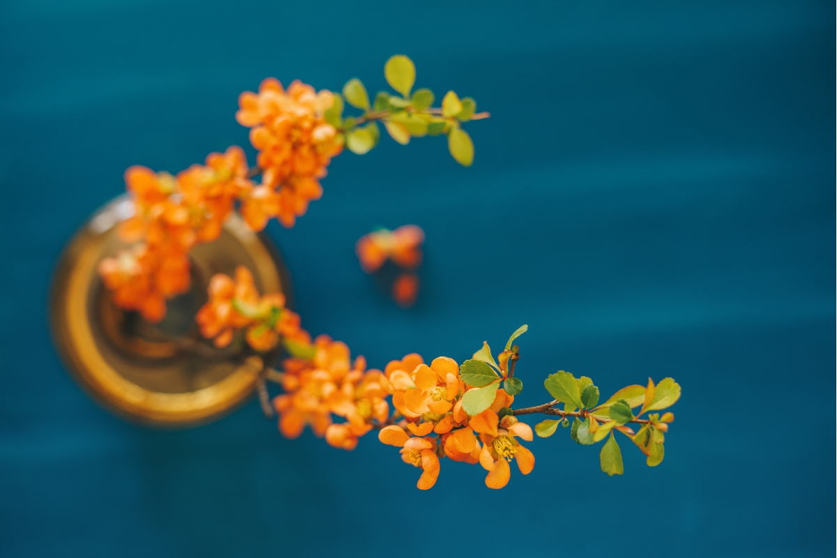 forced blooms on orange flowering quince branches