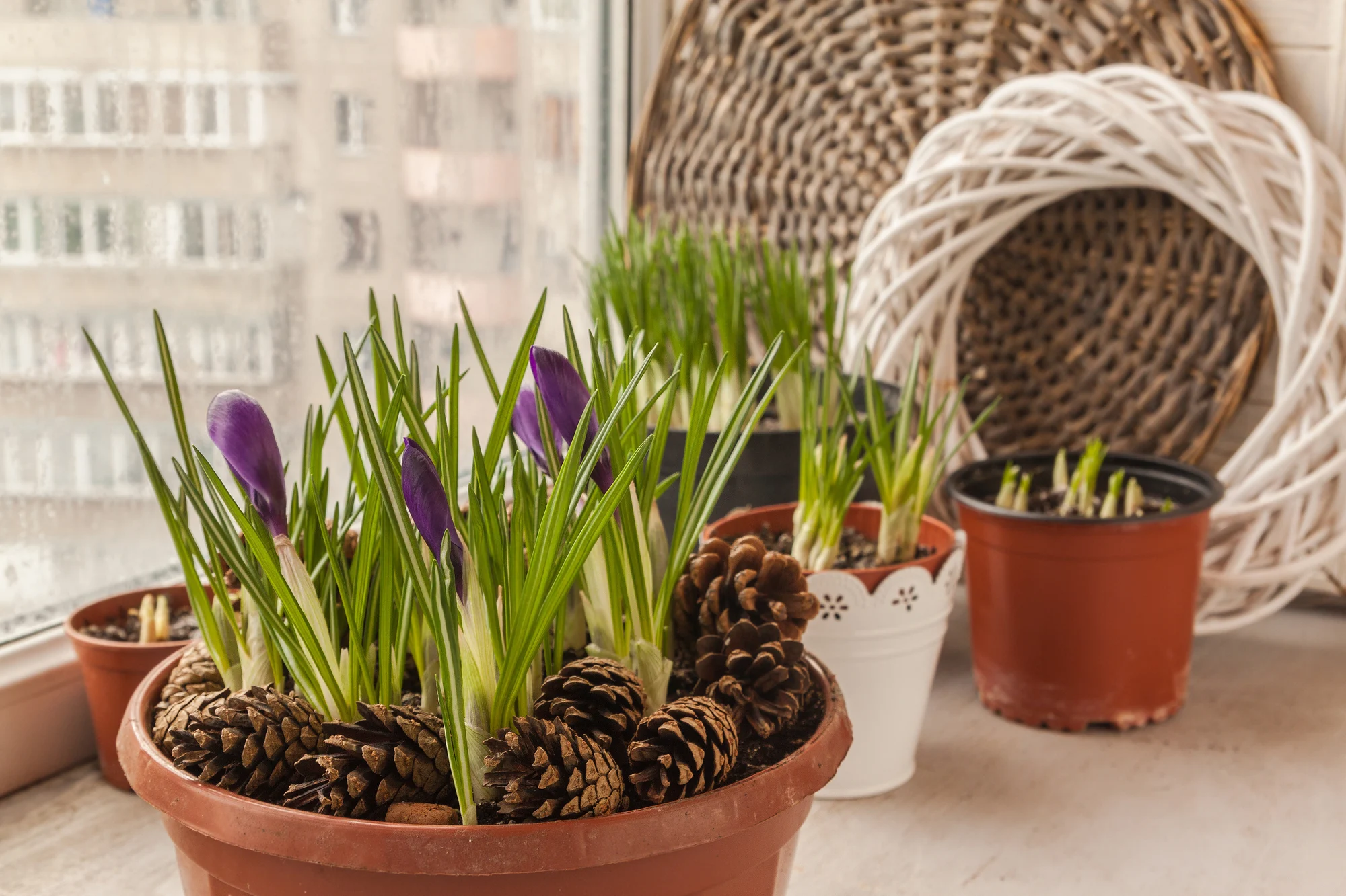 forced crocus bulbs in pots on a windowsill