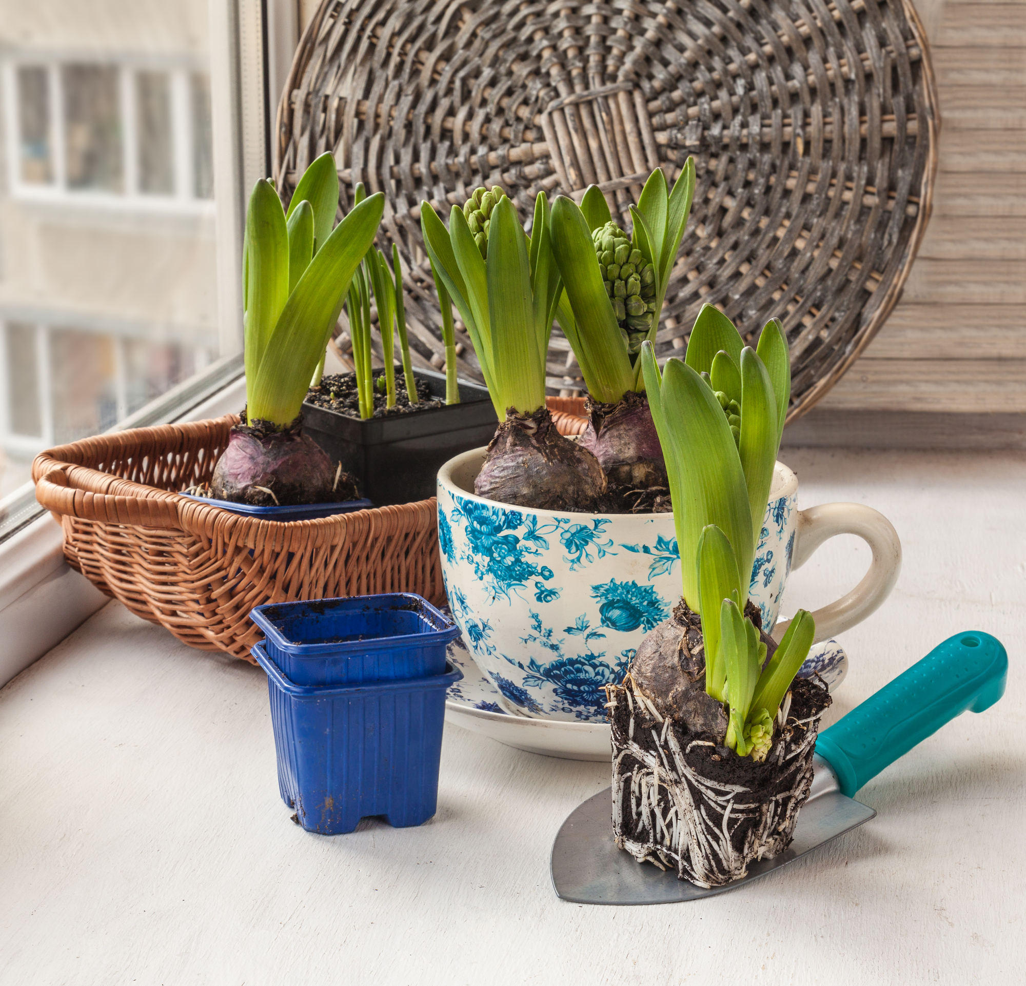forced bulbs with green shoots