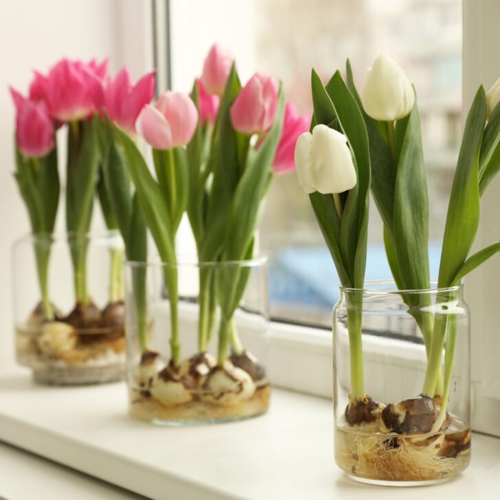 forced tulip bulbs on windowsill