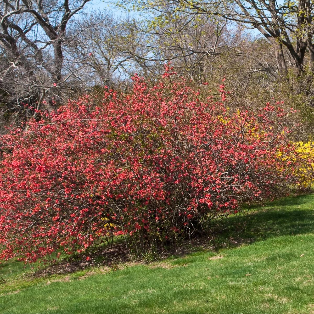 full size flowering quince