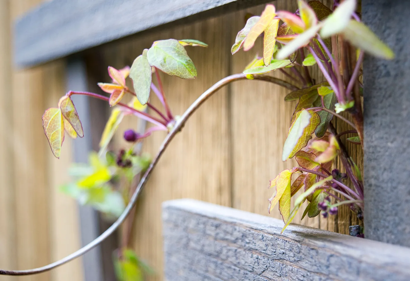 flowering vine tucked behind slats of wooden trellis